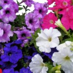 Petunia 6 Pack Various Colours
