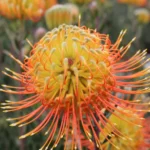 Leucospermum Phoenix (pincushion) 15cm Pot