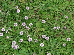 Phyla Nodiflora (Lippia) 128 Plug Tray