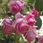 Pink Curtain Climbing Rose 5lt