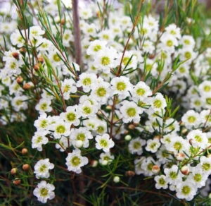 Geraldton Wax Pinnacle White 22cm Pot Geraldton Wax Pinnacle White 22cm Pot