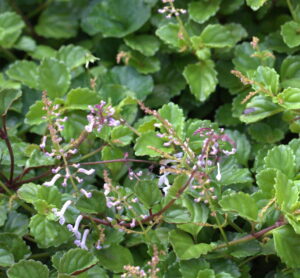 Plectranthus Verticillatus 6 Pack
