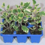 Plectranthus Mad Variegata Blue 6 Pack