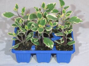 Plectranthus Mad Variegata Blue 6 Pack