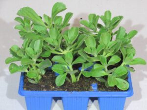 Plectranthus Neochilus 6 Pack