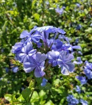 Plumbago Auriculata 'Dark Blue' 128 Plug Tray
