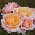Rose Pooh Bear 5lt