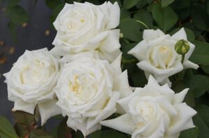 Pope John Paul II Hybrid Tea Rose 5lt