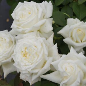 Pope John Paul II Hybrid Tea Rose 5lt