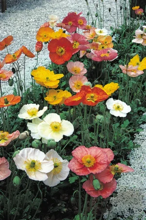 Poppy Champagne Bubbles Mix Improved 4 Pack Tray Poppy Champagne Bubbles Mix Improved 4 Pack Tray