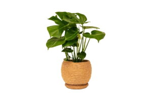 Power Basket - Large (18cm base)