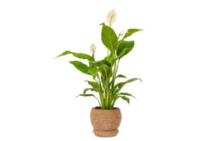 Power-Basket-Small.jpeg Power Basket - Small (16cm base)