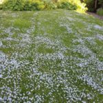 Pratia Angulata 'Blue' 128 Plug Tray