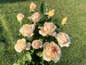 Pretty Yende Hybrid Tea Rose 5lt