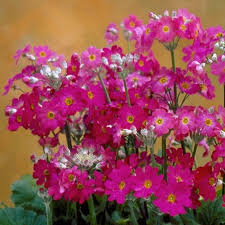 Primula Malacoides Pink Shades 4 Pack Tray