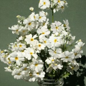 Primula Malacoides White 4 Pack Tray
