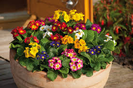 Primula Elatior 'Piano Mix' 4 Pack Tray