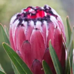 Protea 'Australus TM Ruby' 15cm Pot
