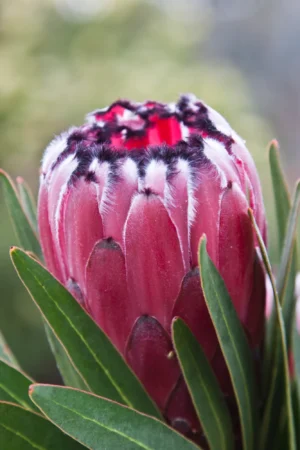 Protea 'Australus TM Ruby' 32cm Pot