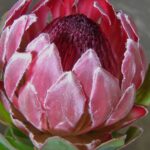Protea Cardinal 15cm Pot