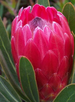 Red Ice Protea 32cm Pot
