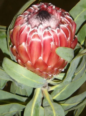 Protea Sheila 15cm Pot