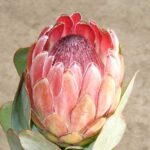 Protea Pixi 15cm Pot