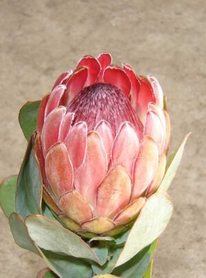 Protea Pixi 15cm Pot