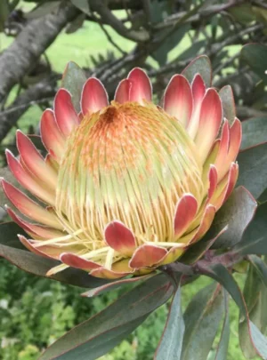 Protea-White-Ruby-15cm-Pot.webp Protea White Ruby 15cm Pot
