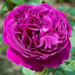 Purple Lodge Panarosa Rose 5lt
