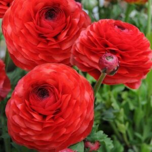 Ranunculus Bulbs-Red