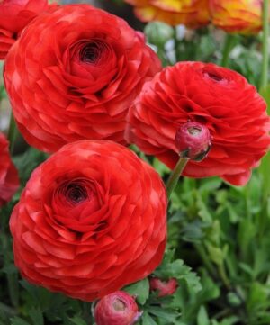 Ranunculus Bulbs-Red