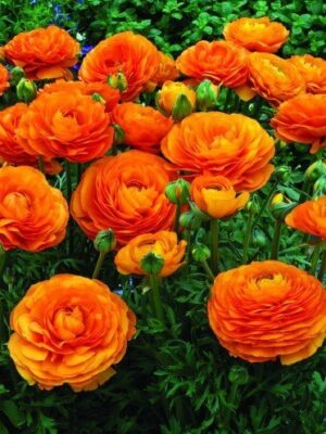 Ranunculus Bulbs-Orange