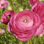 Ranunculus Bulbs-Pink