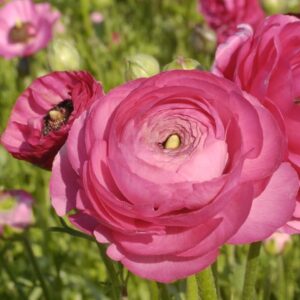 Ranunculus Bulbs-Pink