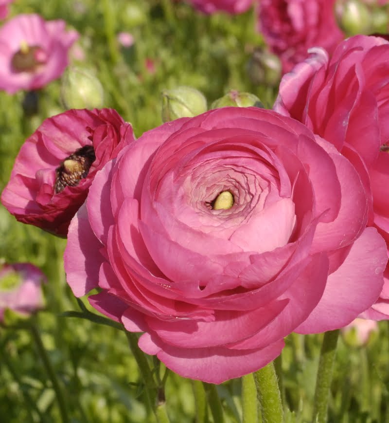 Pink Ranunculus Bush Ranunculus Bulbs-Pink - ClicknPlant Online Nursery Gauteng