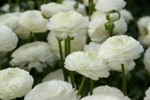 Ranunculus Bulbs-White