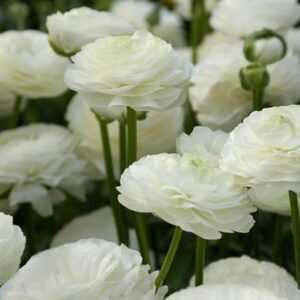 Ranunculus Bulbs-White