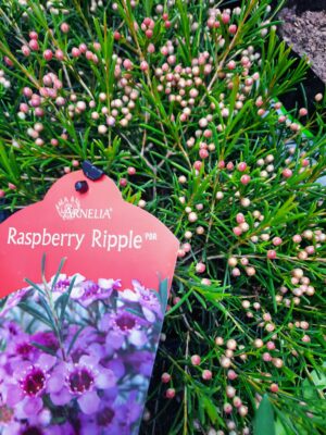 Geraldton Wax 'Rasberry Ripple' 15cm Pot