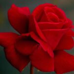 Red ‘n Fragrant Hybrid Tea Rose 5lt