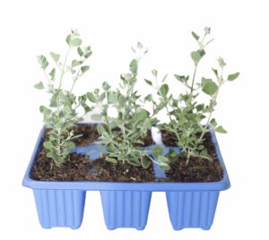 Rhagodia-hastata.jpg Rhagodia Hastata 6 Pack