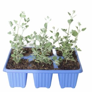 Rhagodia Hastata 6 Pack