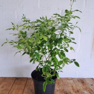 Iceberg Rose 21cm Pot