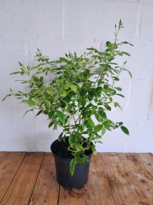 Iceberg Rose 21cm Pot