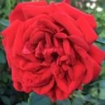 Rose Archbishop Desmond Tutu 5lt