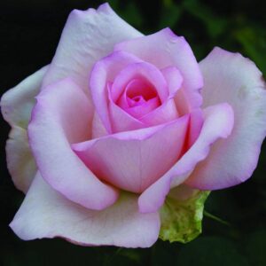 Rose-Garden-Princess.jpg Garden Princess Rose 5lt
