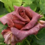 Rose-Mama-Africa.jpg Mama Africa Rose 5lt