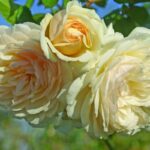 Rose-Wedding-Garland.jpg Wedding Garland Rose 5lt