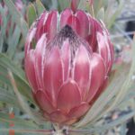 Protea 'Roupe' 15cm Pot