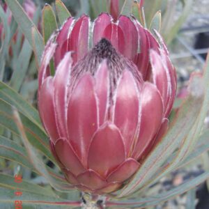 Protea 'Roupe' 32cm Pot